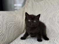 Gri british shorthair yavrular