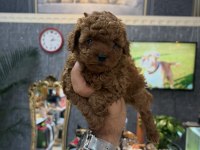 Orjinal toy poodle yavrular
