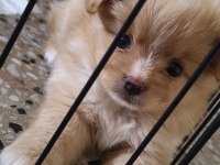 Latte tadında maltipoo