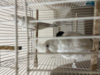 White face lutino sultan papağanı tecrübeli çiftler