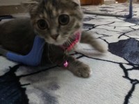 Acil ücretli sahiplendirme scottish fold