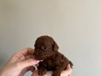 KORE RED BROWN TOY POODLE YAVRULARI