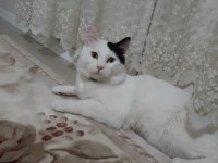 Tekir Bulut bey e ömürlük sevgi dolu bir aile arıyoruz