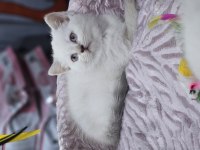 Pofidik 2 aylık dişi ve erkek bebek kediler