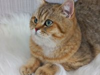 Full Şecereli Safkan Yavrularımız British Shorthair