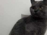 British shorthair 3 aylık yavru kedimiz