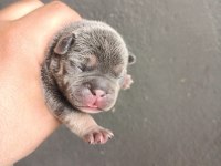 Egzotik french bulldog yavrular