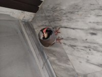 Kınalı keklik palazı