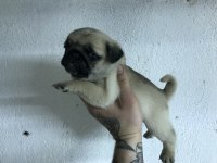 Yeni ailesini arayan kaliteli pug yavrular
