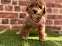 Safkan toy Poodle yavrular