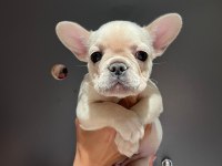 Black and tan platinum french bulldog yavrular