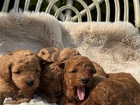 Denizli Merkez Teslime Hazır Poodle Yavrular