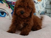 Toy Poodle Erkek Yavrumuz
