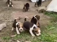 Beagle yavrular