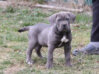 Cane Corso Köpekler