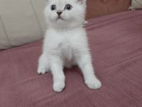 2 AYLIK BRİTİSH KEDİLER BEYAZ