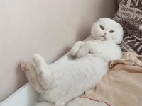 2 yaşında beyaz scottish fold