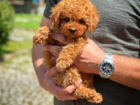 Köpeğimizi Sahiplenmek İstiyoruz