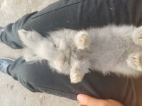 Hollanda lop tavşanı
