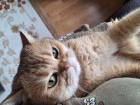 4 yaşında kısır dişi kedimi sahiplendiriyorum