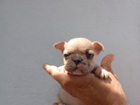 Meraklısına French Bulldog