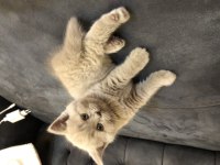 British shorthair lilac
