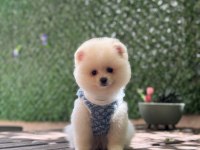 Üst kalite Pomeranian Boo