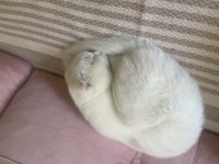 SCOTTİSH FOLD VE VAN KEDİSİ KIRMASI