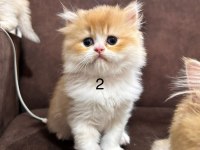 British Longhair Golden Yavrular 50 günlük