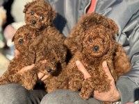 Wc eğitimli aşılı pasaportlu toy poodle yavrular