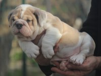 ÜST DÜZEY İNGİLİZ BULDOG YAVRULAR