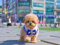 GERÇEK KORE ASILLI MALTIPOO BEBEKLERİMİZ
