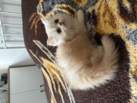 Orjinal Saf Kan İran PERSİAN Son 1 Yavru Anne ve Baba
