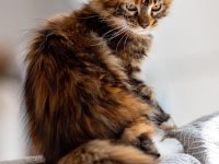 Nadir Calico Renk Maine Coon Dişi