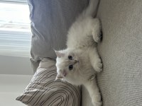 British Longhair 3.5 Aylık Erkek