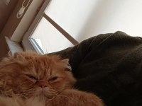 Kedimiz Dumanıma Eş arıyorum