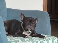 Eğitimli French Buldog Dişi
