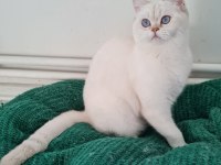 Scottish fold yavrular sahibinden