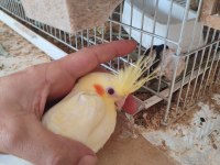 Özel olarak yetiştirildi ısırması yok elden
