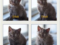 Çikolatalı Kıvırcık British Shorthair Bebekler