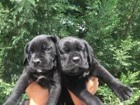 Cane Corso Yavrularımız