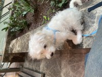 Maltese Terrier 3 aylık