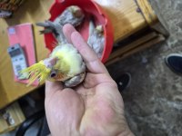 Bebek sultan papağanlar
