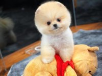 Safkan Oyuncu Kore Pomeranian Yavrularımız