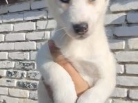 Maviş Husky
