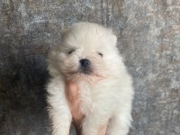 Minnoş pomeranian yavrularımız