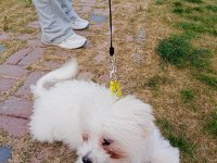 6 aylık erkek maltese terrier aşıları tam eğitimli