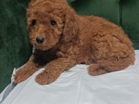 LEKESİZ TEK RENK KIVIR KIVIR POODLE