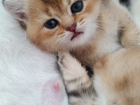 Muhteşem Sevgi Dolu British Shorthair Yavrular