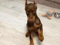 Scrli kızıl ve siyah aşılı orjinal estetikli dobermanlar